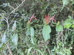 Justicia brasiliana