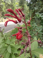 Lobelia tupa