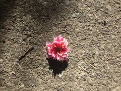 Chrysanthemum morifolium