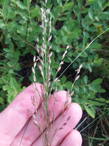 Image of Pine Barren Fluffgrass (Tridens ambiguus) by (c) Will McFarland, some rights reserved (CC BY)