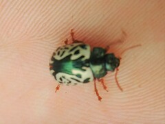 Calligrapha confluens