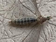 Tipulidae