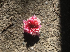 Chrysanthemum morifolium