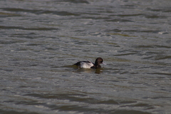 Aythya affinis