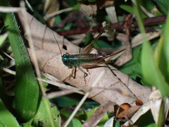 Anisoptera