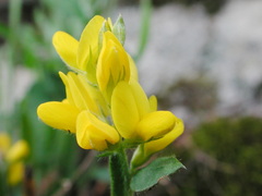 Genista sagittalis