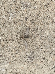 Tipulidae