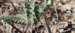 Opuntia pubescens