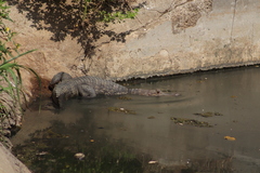 Crocodylia