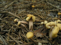 Cudonia circinans