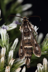 Dipchasphecia lanipes