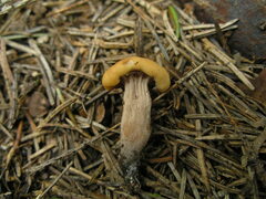 Cudonia circinans