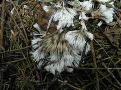 Thelephora penicillata