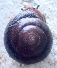 Dentellaria perplexa