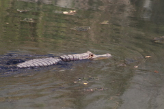 Crocodylia