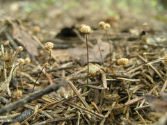 Marasmius wettsteinii