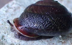 Dentellaria perplexa