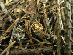 Marasmius wettsteinii