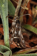 Dipchasphecia lanipes