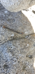Cormocephalus westwoodi