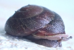 Dentellaria perplexa