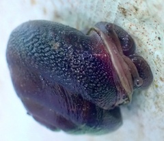 Dentellaria perplexa