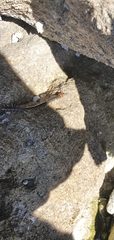 Cormocephalus westwoodi
