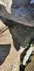 Cormocephalus westwoodi