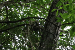 Hemiphaga novaeseelandiae