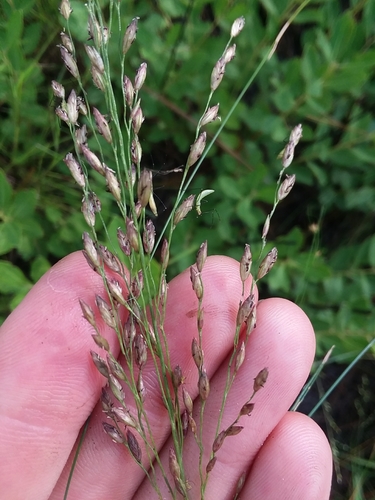 Image of Pine Barren Fluffgrass (Tridens ambiguus) by (c) Will McFarland, some rights reserved (CC BY)