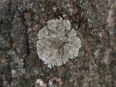 Physconia enteroxantha