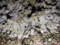 Physconia enteroxantha