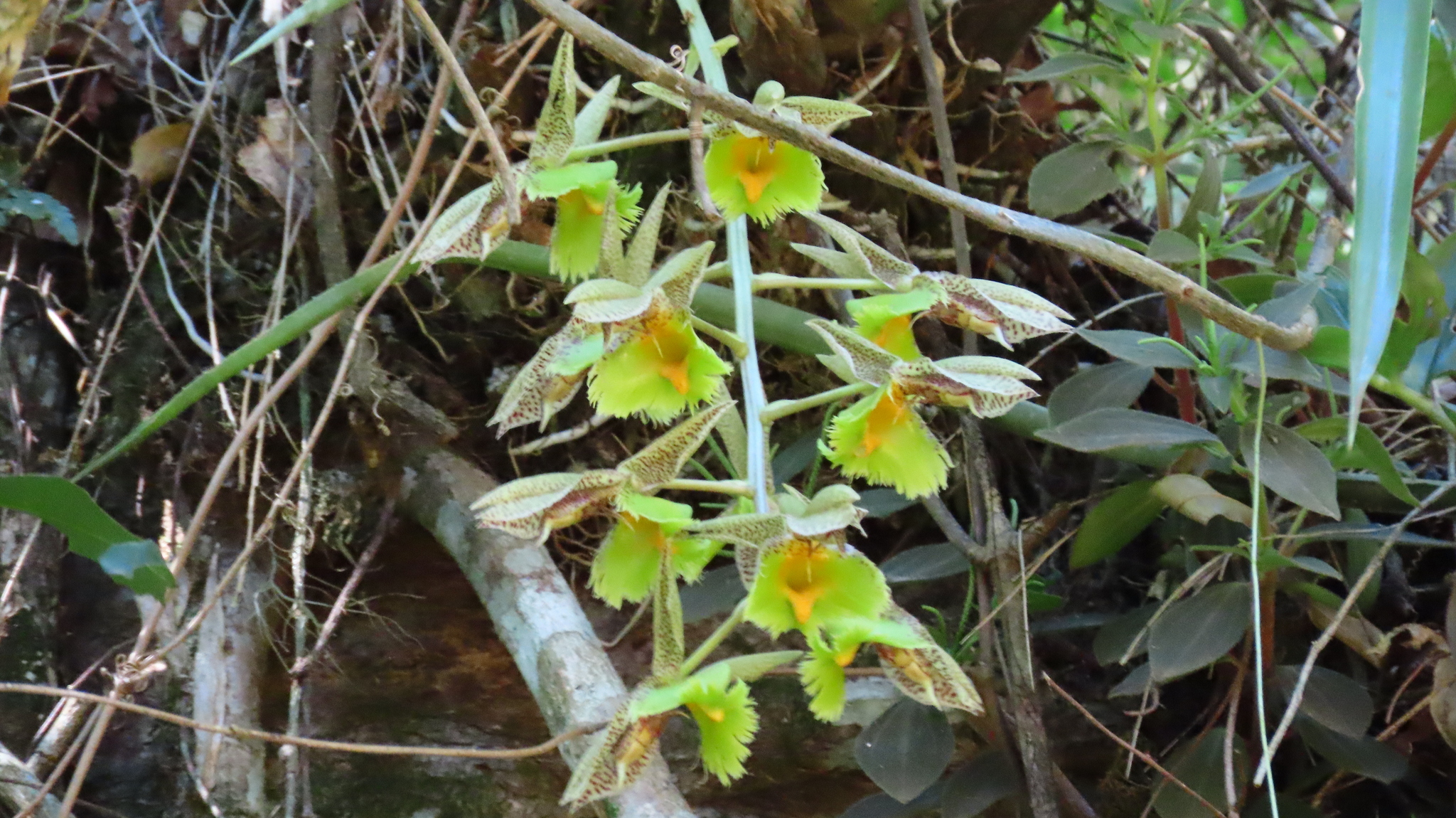 Imagem de Orquídea Cola-de-sapateiro