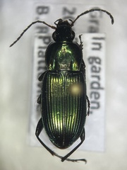 Poecilus