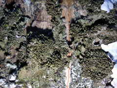 Melanohalea exasperatula