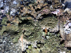 Melanohalea exasperatula