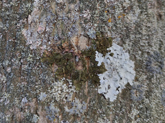 Melanohalea exasperatula