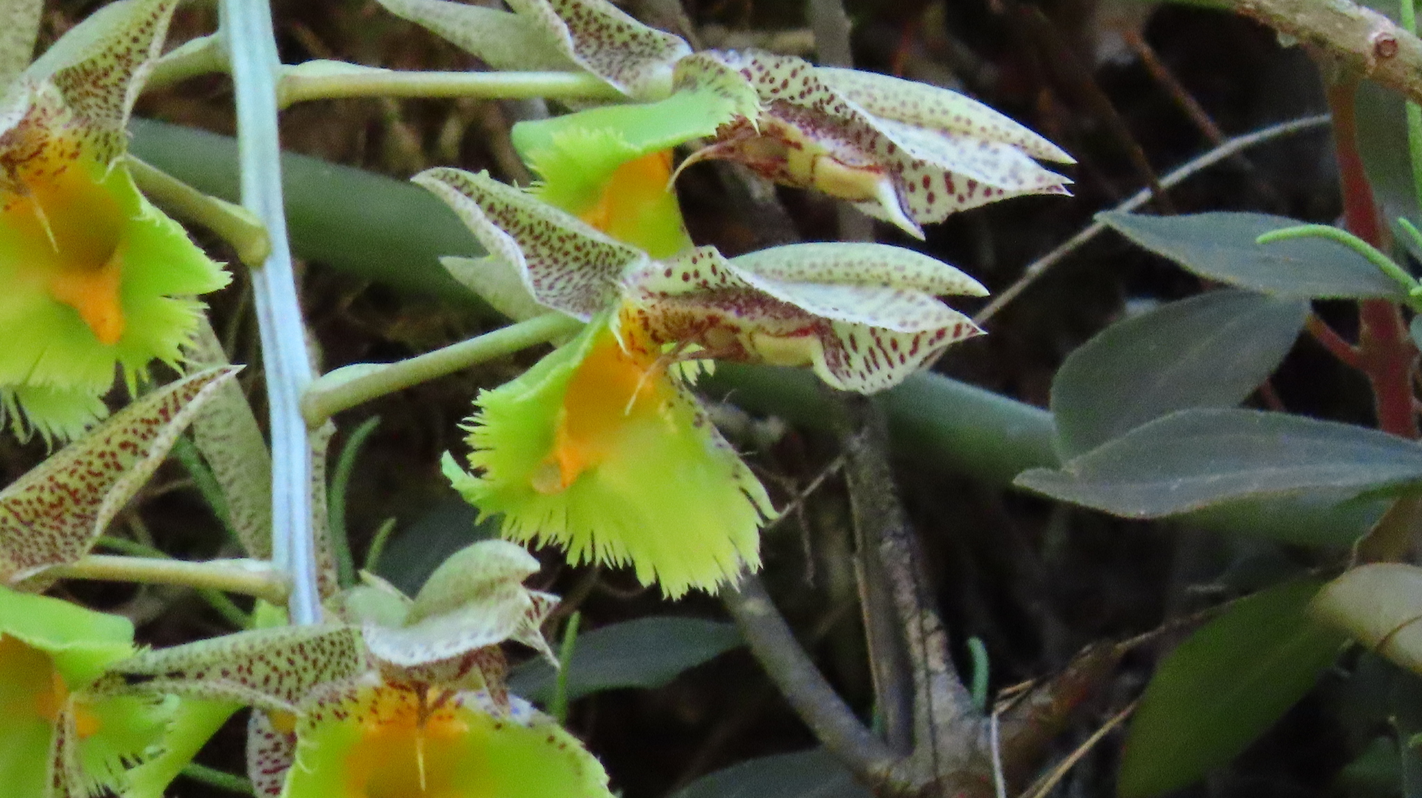 Imagem de Orquídea Cola-de-sapateiro