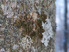 Melanohalea exasperatula