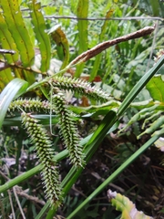 Carex multispicata