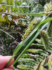 Carex multispicata