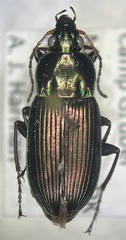 Poecilus chalcites