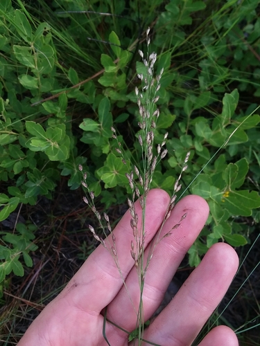 Image of Pine Barren Fluffgrass (Tridens ambiguus) by (c) Will McFarland, some rights reserved (CC BY)