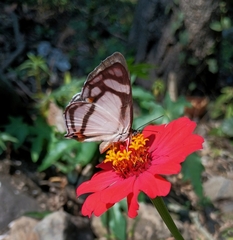 Thisbe lycorias