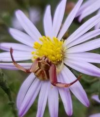 Misumenoides formosipes