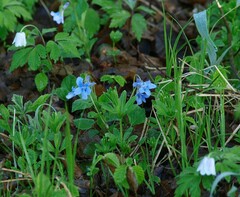 Viola reichenbachiana