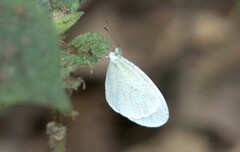 Leptosia