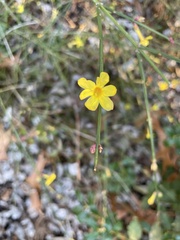 Jasminum nudiflorum
