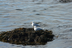 Larus argentatus × hyperboreus
