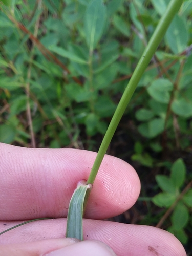 Image of Pine Barren Fluffgrass (Tridens ambiguus) by (c) Will McFarland, some rights reserved (CC BY)